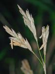 Arundinaria tecta (Walt.) Muhl.