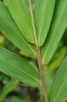 Arundinaria tecta (Walt.) Muhl.