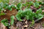 Asarum canadense L.