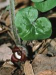 Asarum canadense L.