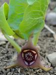 Asarum canadense L.