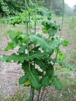 Asclepias amplexicaulis J.E. Smith