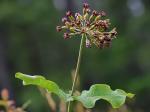 Asclepias amplexicaulis J.E. Smith
