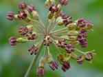 Asclepias amplexicaulis J.E. Smith
