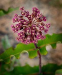 Asclepias amplexicaulis J.E. Smith