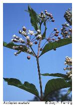 Asclepias exaltata L.