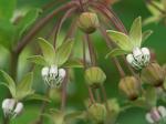 Asclepias exaltata L.