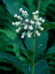Asclepias exaltata L.
