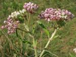Asclepias incarnata L. var. pulchra (Ehrh. ex Willd.) Pers.
