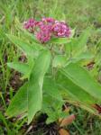 Asclepias incarnata L. var. pulchra (Ehrh. ex Willd.) Pers.
