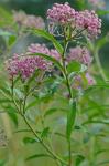 Asclepias incarnata L. var. pulchra (Ehrh. ex Willd.) Pers.