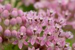 Asclepias incarnata L. var. pulchra (Ehrh. ex Willd.) Pers.
