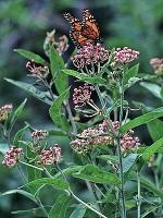Asclepias incarnata L.