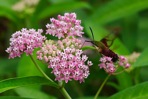 Asclepias incarnata L.