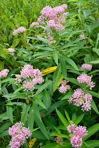 Asclepias incarnata L.