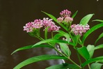 Asclepias incarnata L.