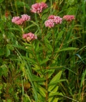 Asclepias incarnata L.