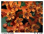 Asclepias lanceolata Walt.