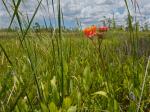 Asclepias lanceolata Walt.