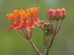 Asclepias lanceolata Walt.