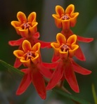 Asclepias lanceolata Walt.