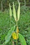 Asclepias purpurascens L.