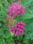 Asclepias purpurascens L.