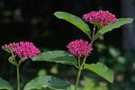 Asclepias purpurascens L.