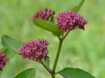 Asclepias purpurascens L.
