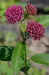 Asclepias purpurascens L.