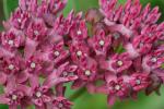 Asclepias purpurascens L.