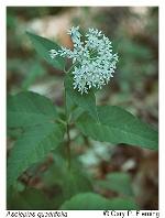 Asclepias quadrifolia Jacq.