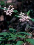 Asclepias quadrifolia Jacq.