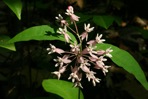 Asclepias quadrifolia Jacq.