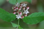 Asclepias quadrifolia Jacq.