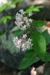 Asclepias quadrifolia Jacq.