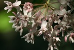 Asclepias quadrifolia Jacq.