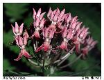Asclepias rubra L.