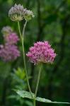 Asclepias rubra L.