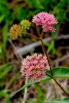 Asclepias rubra L.