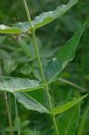 Asclepias rubra L.