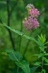 Asclepias rubra L.