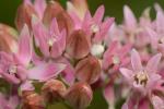 Asclepias rubra L.