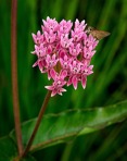 Asclepias rubra L.