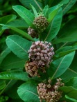 Asclepias syriaca L.