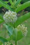 Asclepias syriaca L.