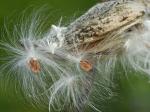 Asclepias syriaca L.