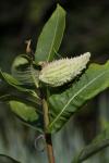Asclepias syriaca L.