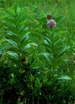 Asclepias syriaca L.