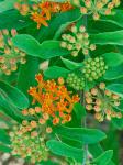 Asclepias tuberosa L. var. tuberosa